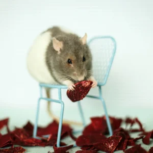 CHIPSY BRZOZOWE Z BURAKIEM - HAM-STAKE