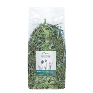 BABKA LANCETOWATA - TIVO